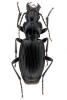 Pterostichus funestes